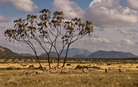 Samburu